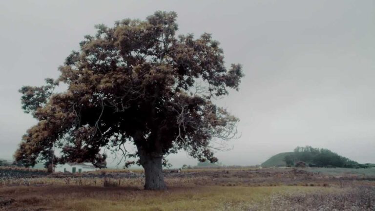 asociacion europea compañia de seguros