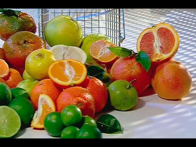 como eliminar bacterias del cuerpo de forma natural