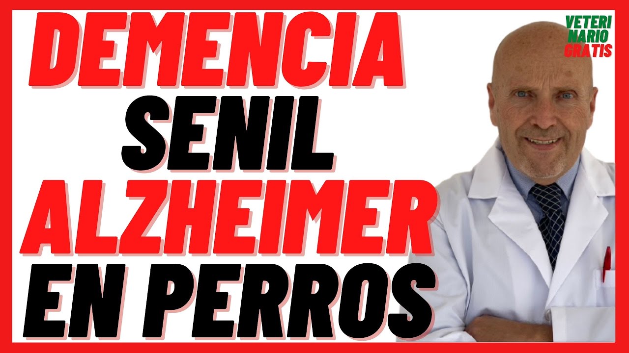 cuanto puede vivir un perro con demencia senil
