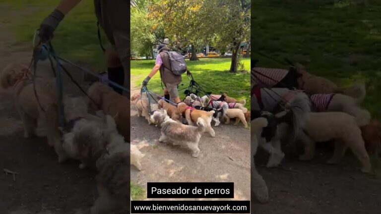 cuidadores de perros cornellà de llobregat