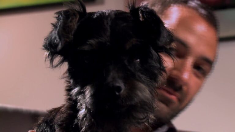 cuidadores de perros pozuelo de alarcón