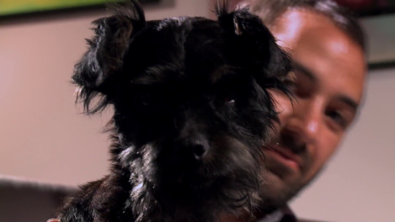 cuidadores de perros pozuelo de alarcón