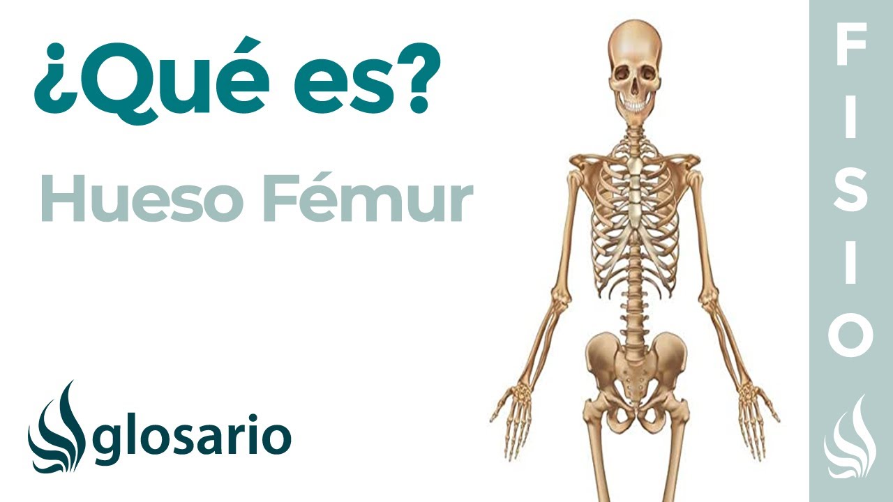 donde se encuentra el femur