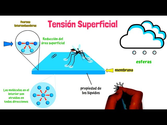 elevada tensión superficial del agua
