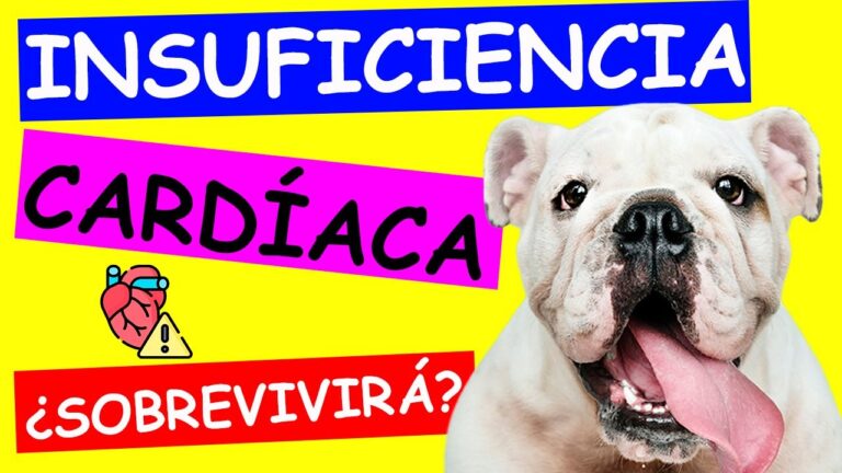 esperanza vida insuficiencia cardíaca en perros