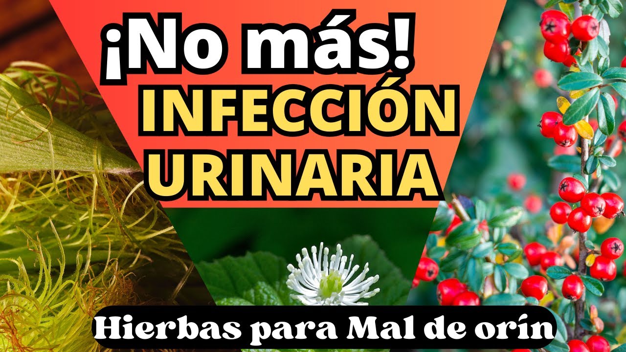 hierbas para la infección de orina