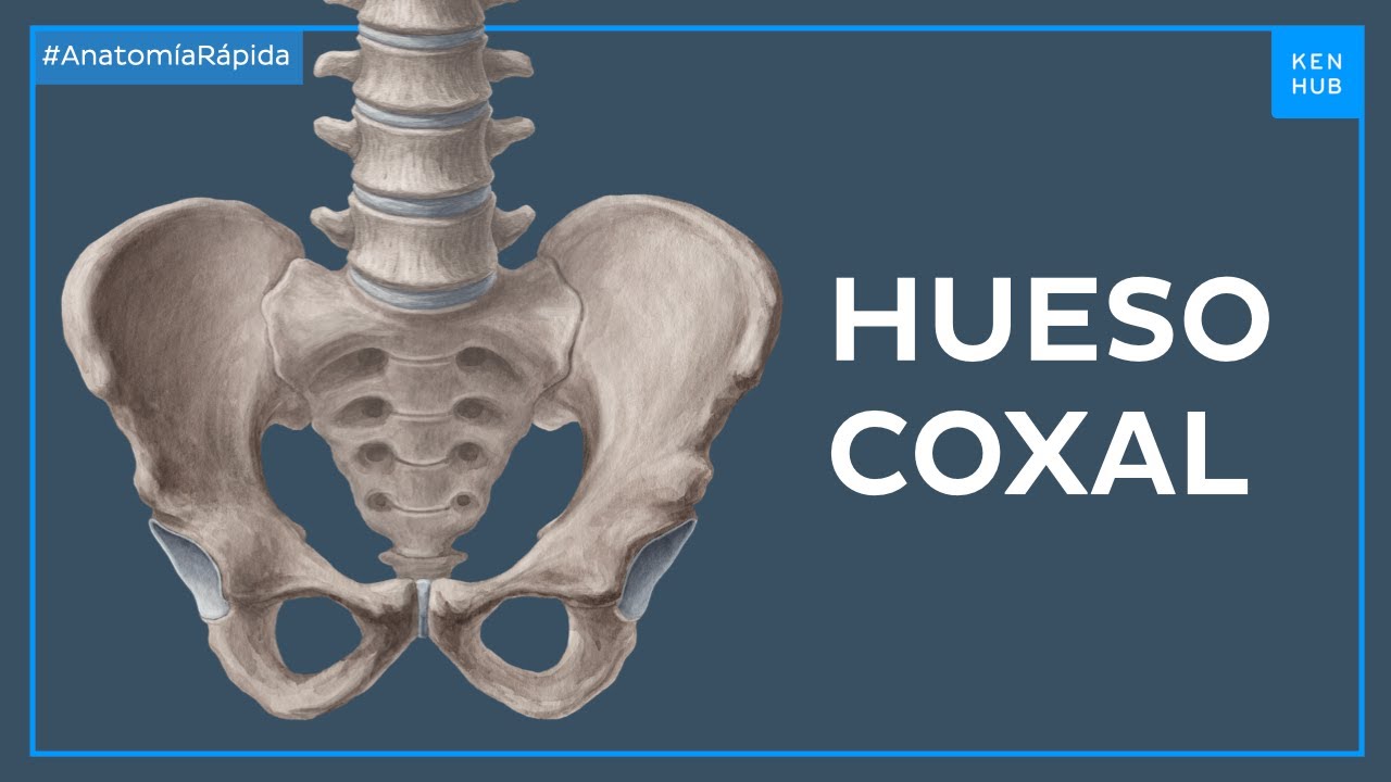 huesos de la cadera y pelvis mujer