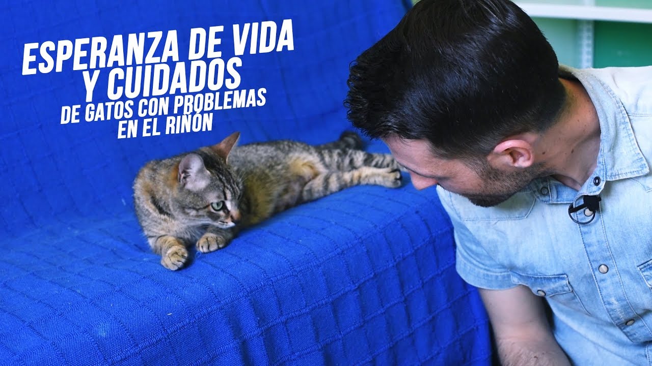 insuficiencia renal en ancianos esperanza de vida