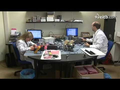 personal de apoyo gobierno vasco