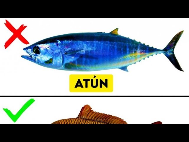 tipos de pescado para comer