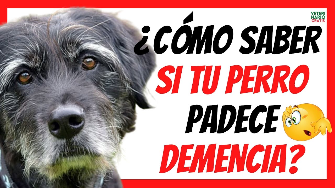 un perro con demencia senil sufre
