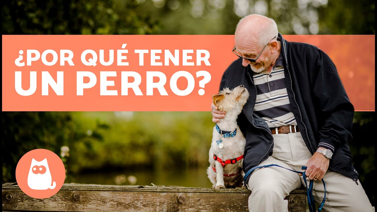 ventajas de tener un perro